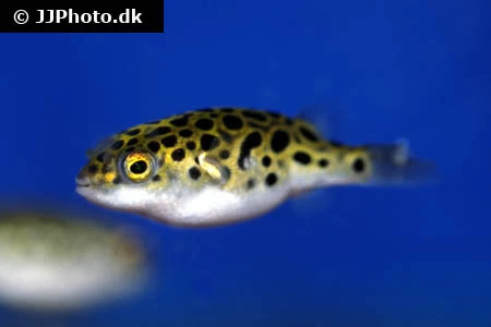 Grønplettet kuglefisk (Tetraodon Nigroviridis)